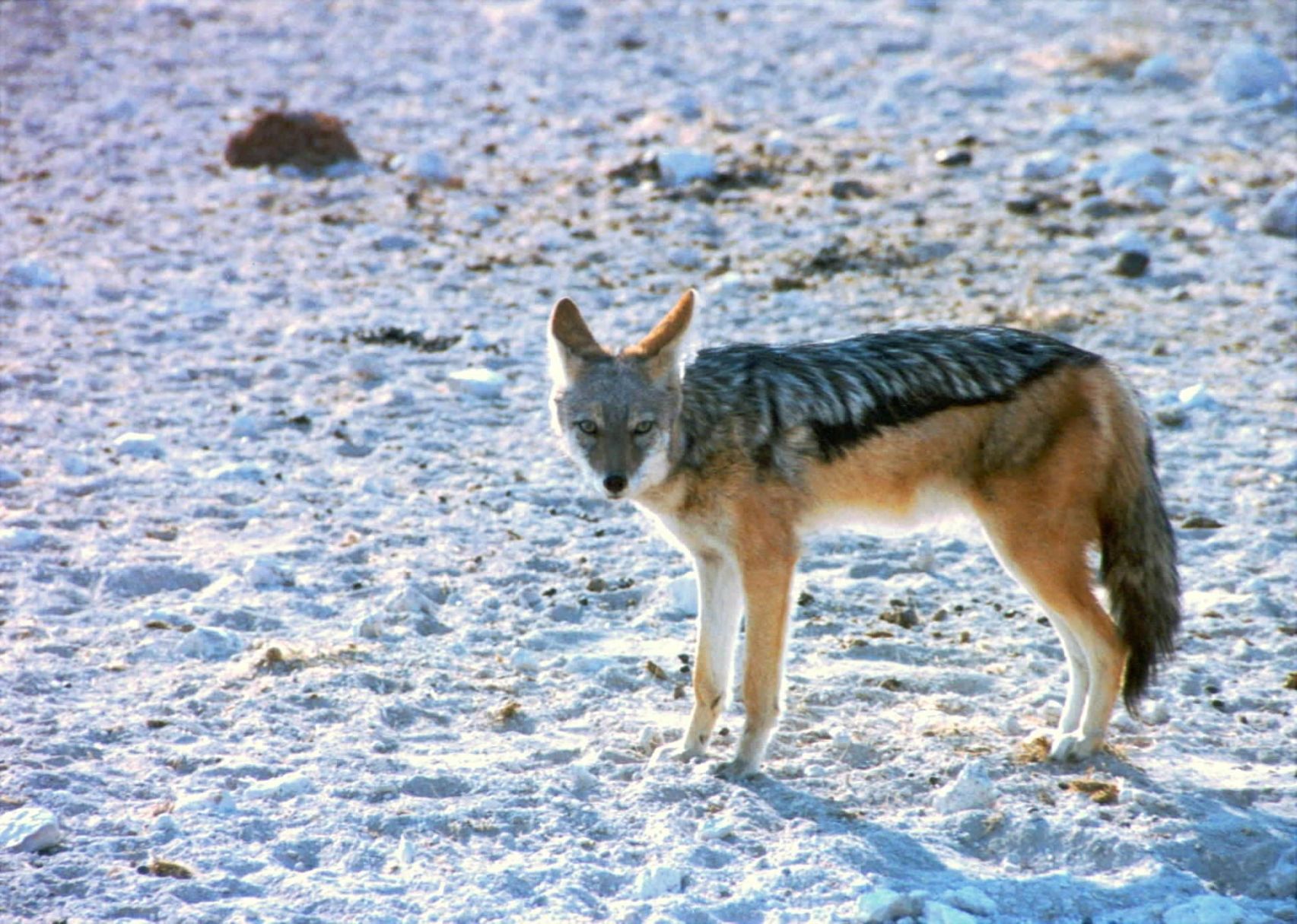 Coyote